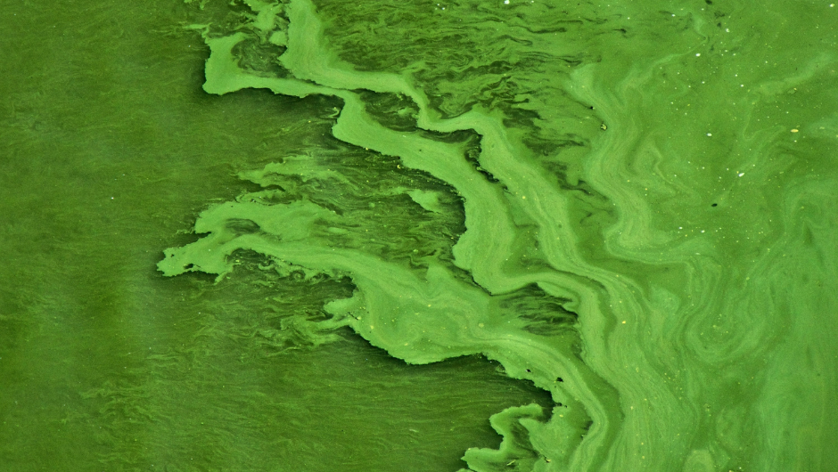 Grønt vand med chlorella