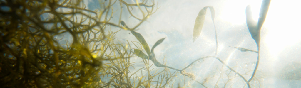 Naturens alger - Makroalge i sollys