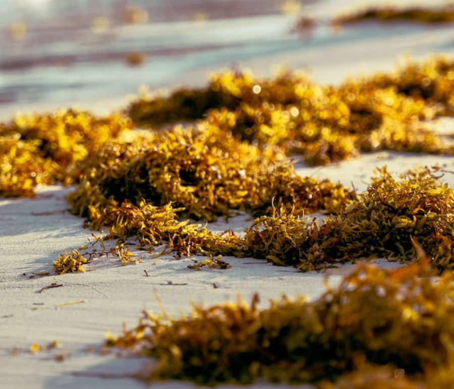 Naturens alger langs kysten